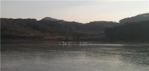 1억4000만년을 이어온 우포늪의 설, 철새들의 귀향