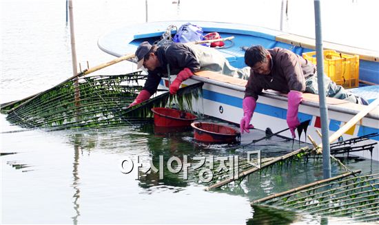 장흥군 친환경해조류 최고 풍작 