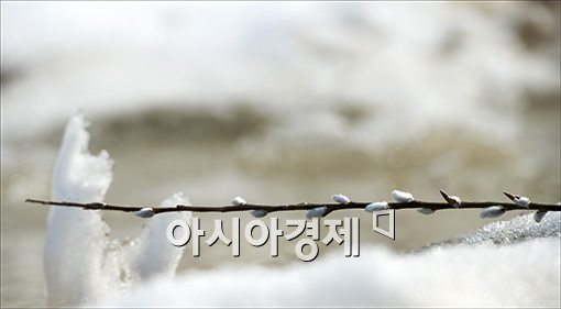 [포토]버들개지의 '봄기지개'