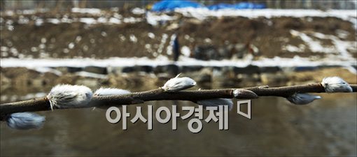 [포토]'봄 오시나~'