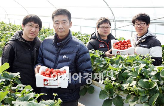 강진읍 강용태씨 딸기 하우스안에서 갓 딴 딸기를 포장해 선을 보이고 있다. 앞줄 이동춘(왼쪽) 이사, 김정식(오른쪽) 이사, 뒷줄 오은택(왼쪽) 대표, 강용태(오른쪽) 이사.