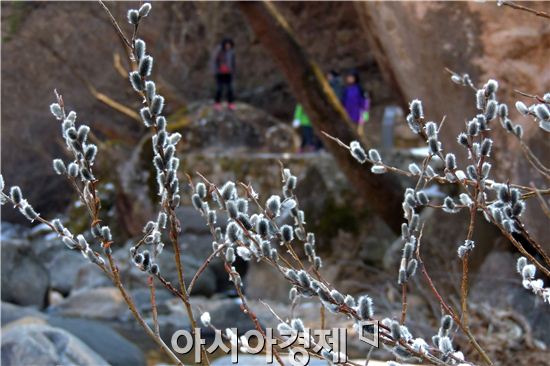 [포토]우수(雨水) 앞두고 핀 버들개지