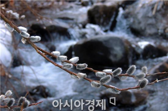 [포토]봄을 알리는 생명의 신비 ~'버들개지'