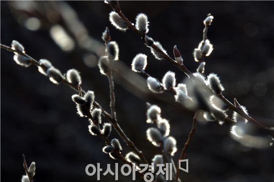 [포토]솜털같이 빛나는 ~'버들개지'