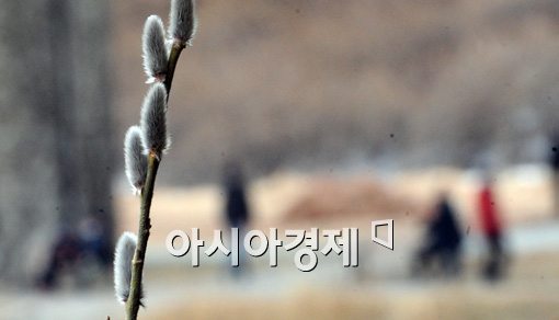 [포토]봄소식 전하는 버들강아지 