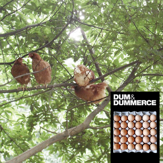 덤앤더머스, ‘자연방사유정란’ 배달 서비스