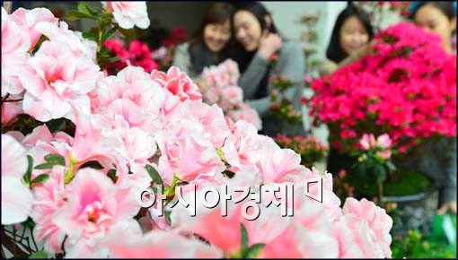 [포토]화려하게 핀 철쭉꽃