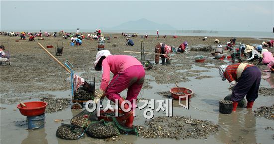 [포토]싱싱한 바지락 채취하는 어민들 인산인해
