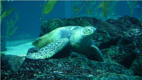해양박물관 ‘푸른바다 거북’ 등 보전기관 지정