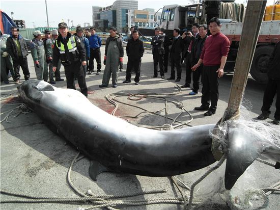 ▲올해 2월 목포에서 혼획된 밍크고래