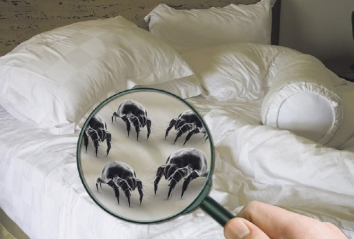 덤앤더머스, 출장 침대 매트리스 청소 서비스 출시