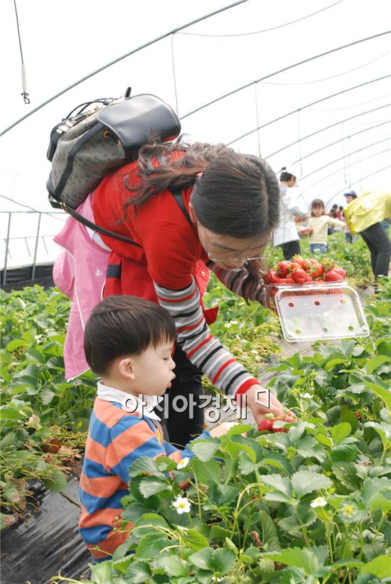 곡성군 대신정보화마을, 달콤한 봄 향기 가득