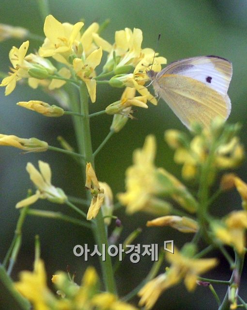 [포토]유채꽃과 나비 