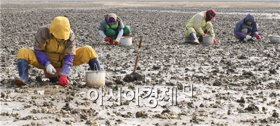 [포토]자연산 굴 따는 아낙네들