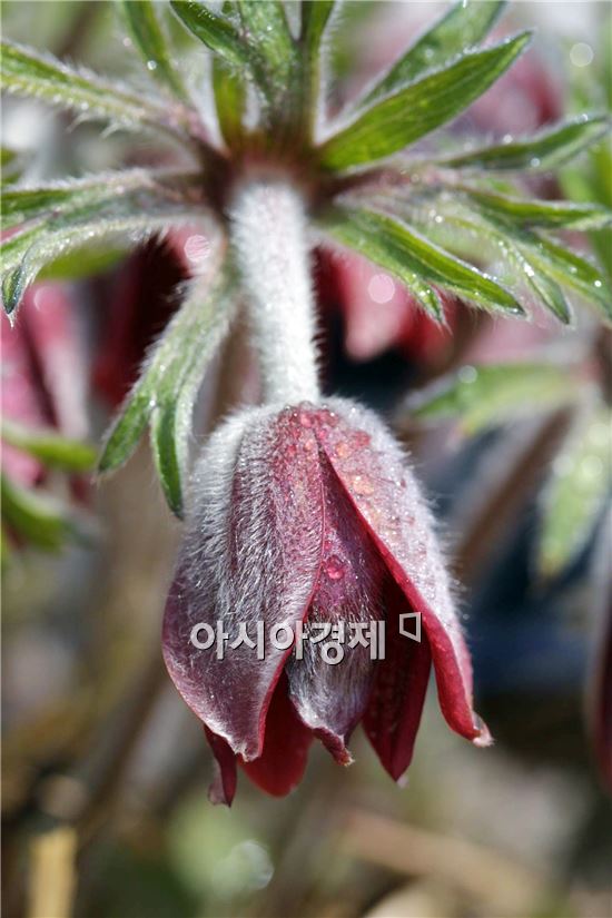 [포토]봄의 기지개 정남진 할미꽃 