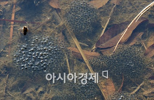 [포토]개구리알이 한가득