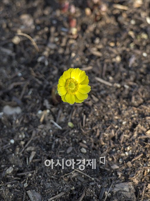 [포토]서울에 찾아온 봄의 전령사