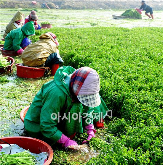 광주시 광산구 동곡동, 봄내 향긋한 미나리 작업 한창