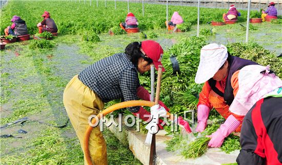 광주시 광산구 동곡동, 봄내 향긋한 미나리 작업 한창