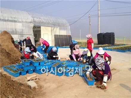 화순군, 힐링푸드축제 봄꽃 단장 한창