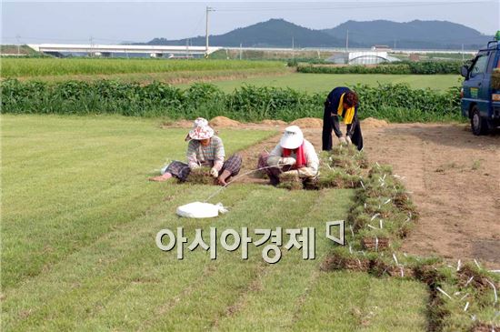 장성군, 전국 최초 ‘잔디재배매뉴얼’ 제작