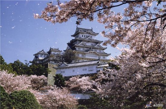 티몬 "일본으로 벚꽃놀이 가자" 