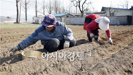 [포토]봄 감자 파종하는 노부부