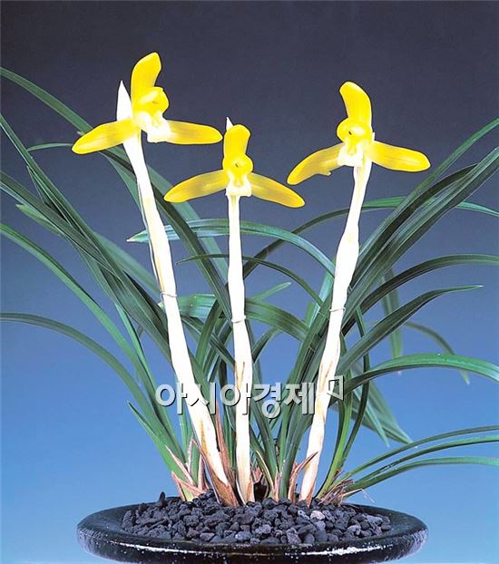 함평군 ‘2013 대한민국 난 명품 대제전’ 개최