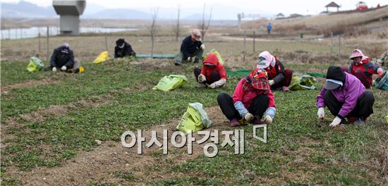 [포토]함평군 제15회 나비축제 손님맞이 유채 식재 한창