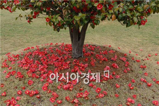 오동도 붉은 동백이  관광객 유혹하네~~