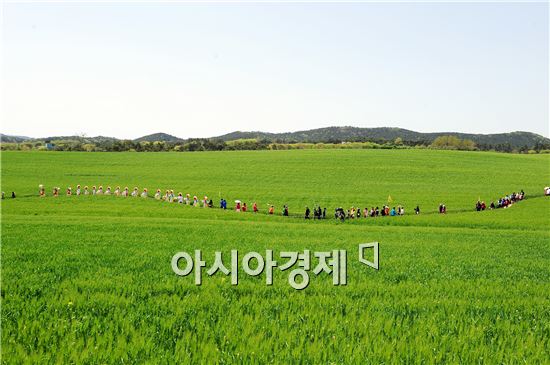 고창청보리밭 축제   4월 20일 개막