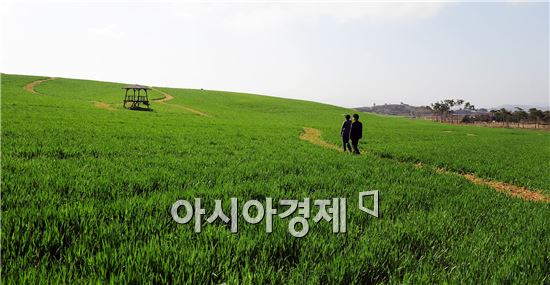 고창청보리밭 축제   4월 20일 개막