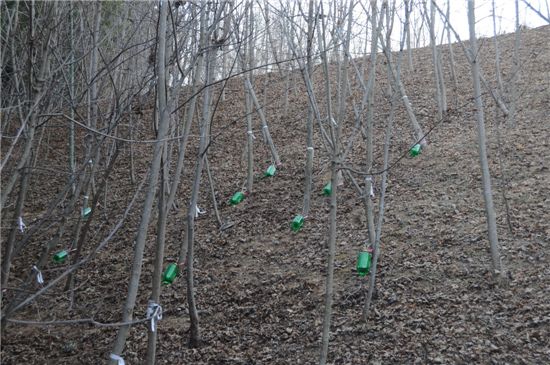 인공조림된 우산고로쇠나무에서 수액을 받기 위해 녹색프라스틱 통이 나무에 매달려 있다.