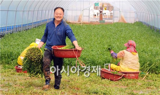  “아삭아삭”  장성 生미나리 맛, 끝내줘요! 