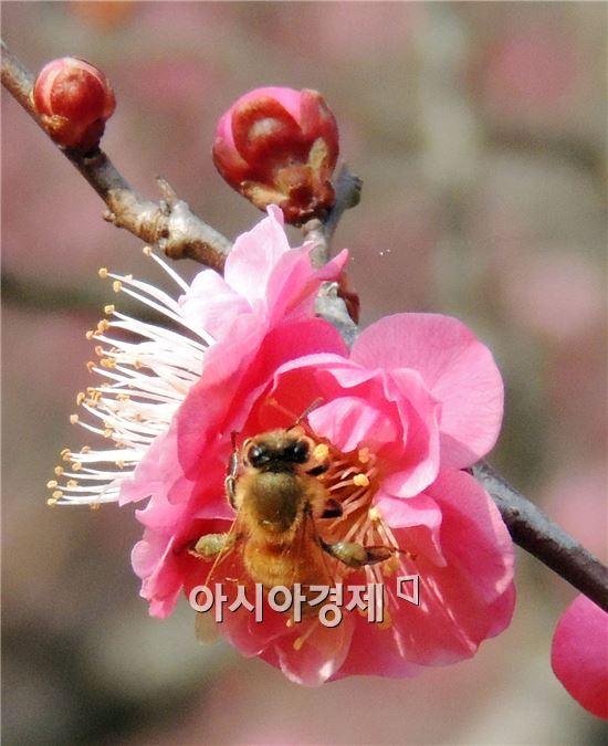 [포토]만개한 홍매화, 꿀벌 유혹