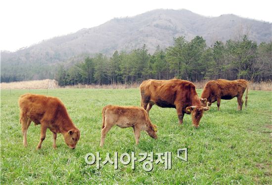 [포토]봄맞이 하는 정남진 장흥 한우 