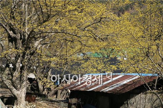 구례군, 산수유나무 보호육성으로 명품 특구 만든다