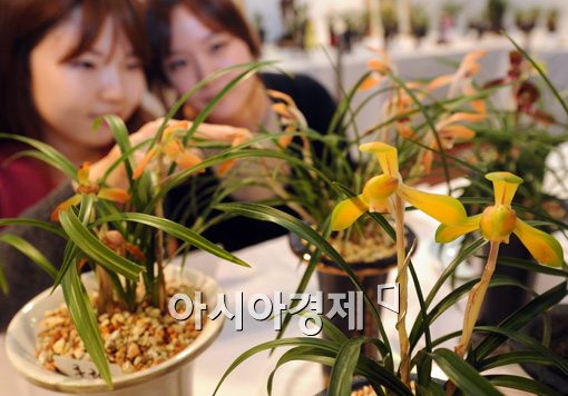 [포토]'제28회 한국춘란전시회' 개막 