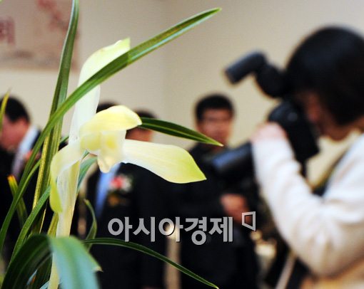 [포토]아름다운 춘란 '찰칵'