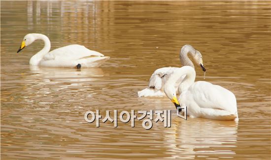 [포토]순천만국제정원박람회장 고니의 망중한(忙中閑)