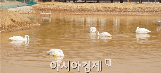 [포토]순천만국제정원박람회장 고니의 망중한(忙中閑)