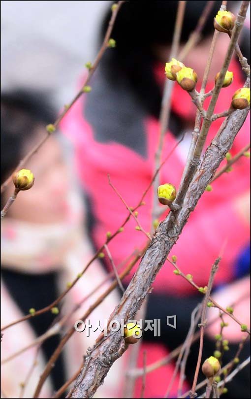 [포토]산수유 핀 청계천