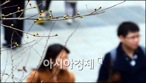 [포토]산수유 핀 서울