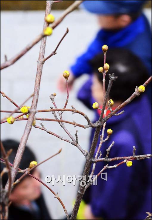 [포토]걷는 시민들, 산수유 핀 청계천