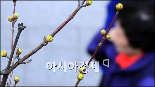 [포토]산수유 핀 청계천변