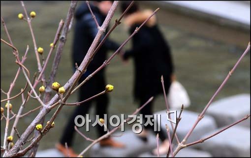 [포토]산수유 핀 청계천, 돌담길 걷는 시민들