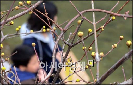 [포토]산수유 핀 청계천
