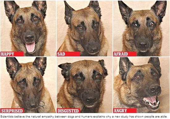 오만가지 '개 표정' 단번에 안다