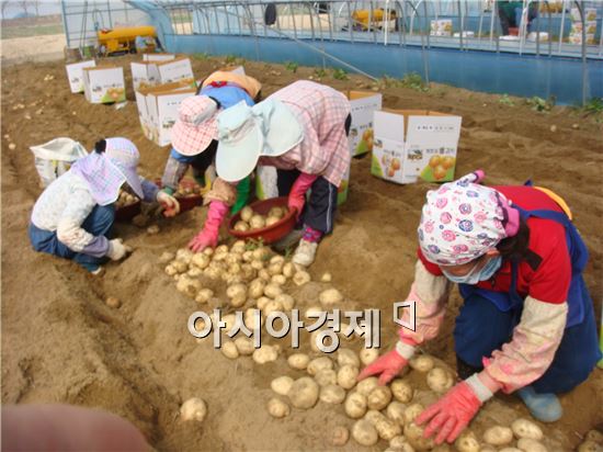 부안 감자 농가, 웃음꽃 만발