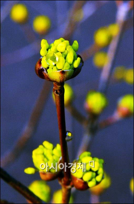 [포토]터지는 산수유 꽃망울